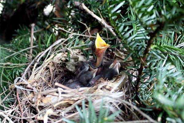 Gray Catbird Hatchlings by Matthew Petroff is licensed under CC BY-NC-SA 2.0